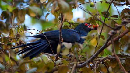 Asian Koel  cuckoo male  eating  fruits