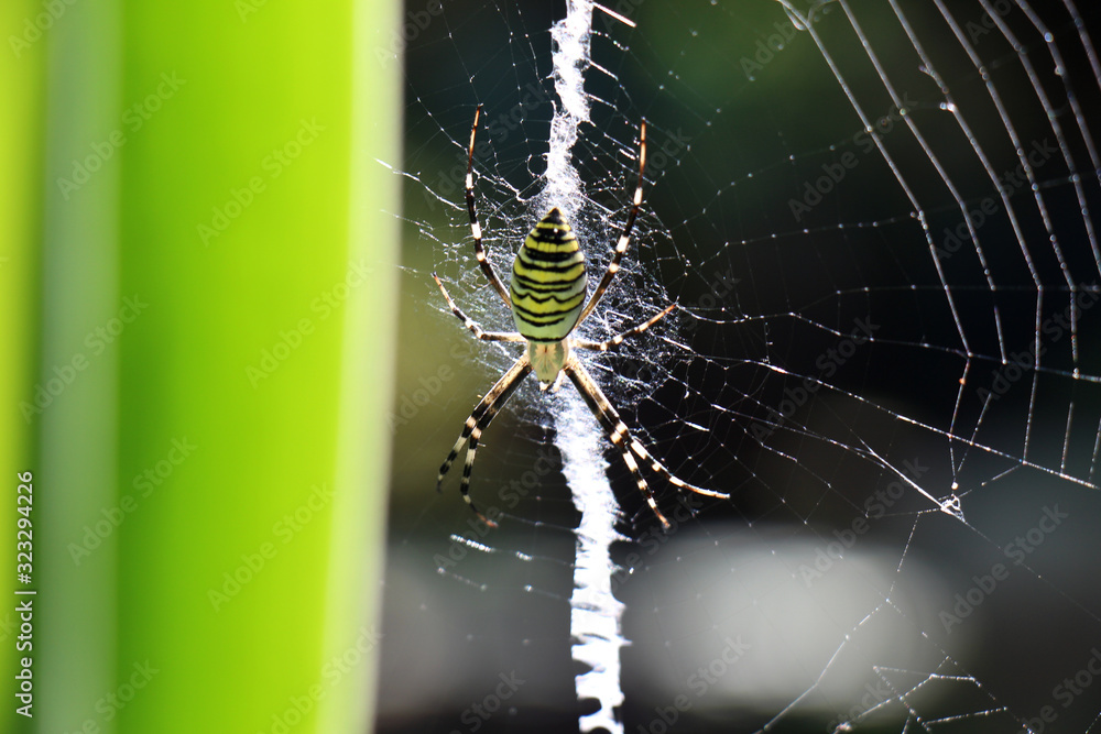 Wall mural spider on web