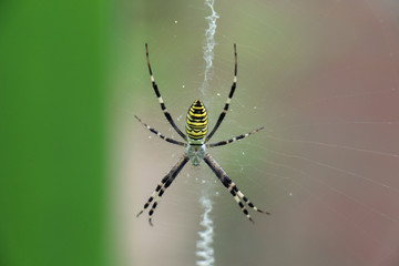 spider on web