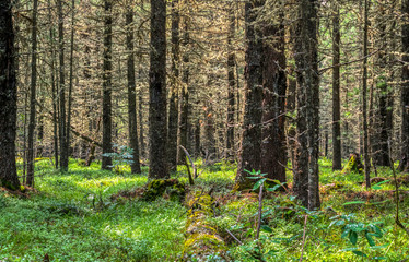 Obraz premium Sunny summer morning in wild taiga, cedar forest landscape, green grass with water drops after rain, old tree log with moss, Siberia, Russia