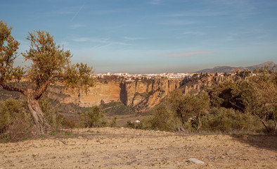 Ronda olive trees and  urban landscape Travel Spain