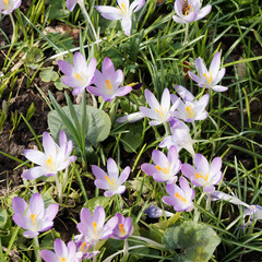 (Crocus tommasinianus) Elfen-Krokus or Dalmatiner Krokus mit lange Röhrenblume, violet bis lila...