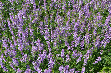 Obraz premium In the wild, Vicia tenuifolia blooms