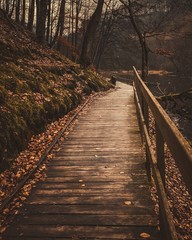 wooden bridge in the forest