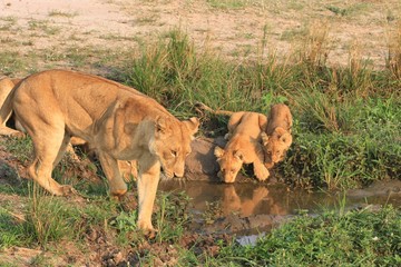lioness and cubs drinking water from a waterhole in Murchison falls National park, Uganda