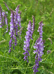 Obraz premium In the wild, Vicia tenuifolia blooms