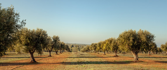 Young olive trees grove in Alentejo Portugal