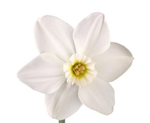 Single flower of a daffodil cultivar against a white background