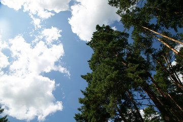 blue sky and trees for wallpaper or design