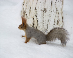 The squirrel got down from the tree, raising its hvos, photo from the side