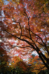 赤く色付いた楓の紅葉