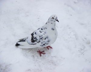  White dove with dark spots on a white background