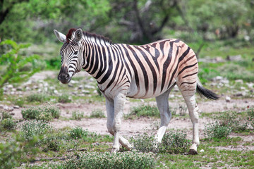 Zebra
