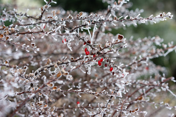 Plants covered with hoarfrost. Barberry bush on a frosty morning