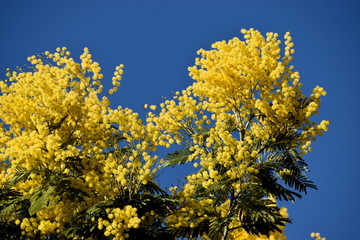 Fototapeta premium Mimosa