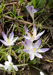 (Crocus tommasinianus) Elfen-Krokus or Dalmatiner Krokus mit lange Röhrenblume, violet bis lila perigonzipfel, weißund behaart Schlund 