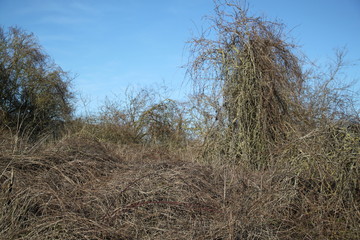 Wasteland with creepers and brambles jungle