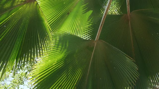 Fan palm leaves tropical tree plant swaying fronds in wind, green leaf pattern nature tropical summer background.