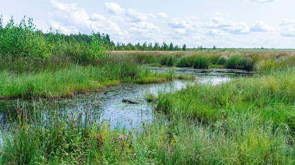 Landscape with swamp river. Green field and classic blue sky. Ecology and nature concept.