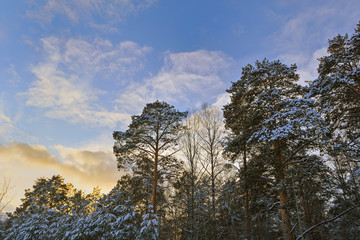 Snow-covered crowns of pines in the winter forest at sunset background.