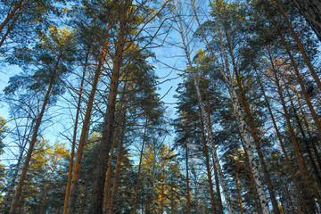 Snow-covered crowns of pines in the winter forest at sunset background.