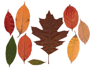 eaves of different european trees on a white background for your design or work in photoshop