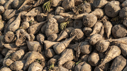 Closeup of a heap of recently harvested sugar beets. The beets wait for transport to the sugar factory. Agriculture concept.