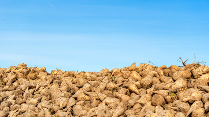 Obraz premium Sugar beet pile at the field after harvest on classic blue sky background. Agriculture concept.