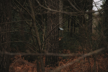 kleine Futterstelle für Vögel im Wald