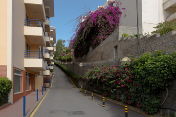 Street with flowering Bougainvillea.