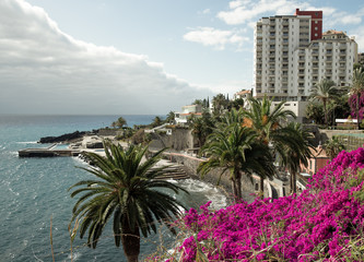 Bougainvillea and palmtrees in Funchal Madeira, Portugal.