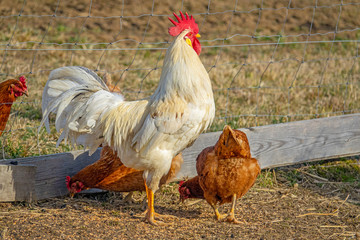 rooster in the garden on a farm - free breeding