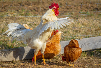 rooster in the garden on a farm - free breeding
