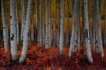 Birkenwald an der wand 