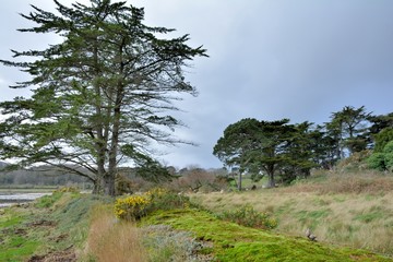 Landscape in the nature in Brittany France