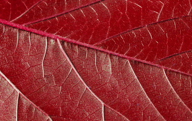 Obraz premium Red leaf texture close up macro