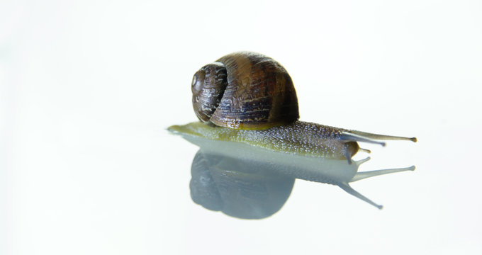 snail