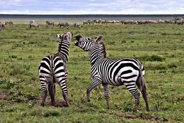 Fototapeta na wymiar zebras playing on the serengeti