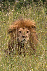 Male lion in the tall grass