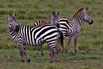 Fototapeta na wymiar zebra family in the park