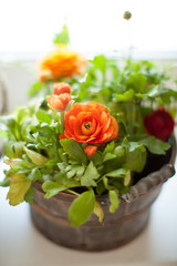 Beautiful orange ranunculus flowers in a pot. Home gardening concept.