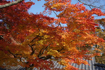 赤く色付いた楓の紅葉