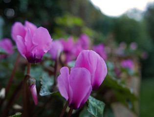 Fototapeta premium eleganti ciclamini viola sullo sfondo del giardino