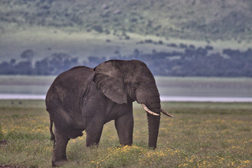 Bull elephant grazing in the crater