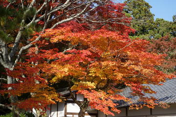 赤く色付いた楓の紅葉