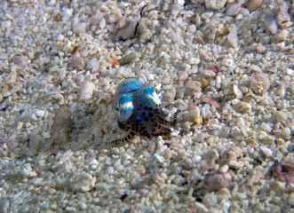 A tiny Bobtail Squid (Sepiolida sp.) on the sea floor