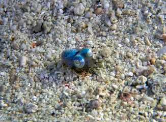 A tiny Bobtail Squid (Sepiolida sp.) on the sea floor