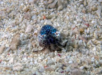 A tiny Bobtail Squid (Sepiolida sp.) on the sea floor