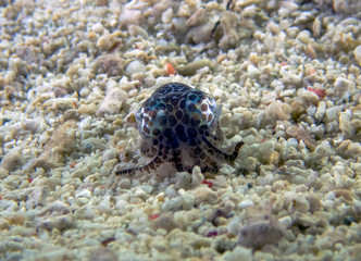 A tiny Bobtail Squid (Sepiolida sp.) on the sea floor