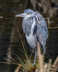 Grey Heron Standing in Water Looking for Food